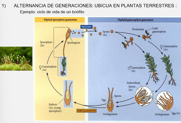 Alternancia De Generaciones Plantas Con Flores