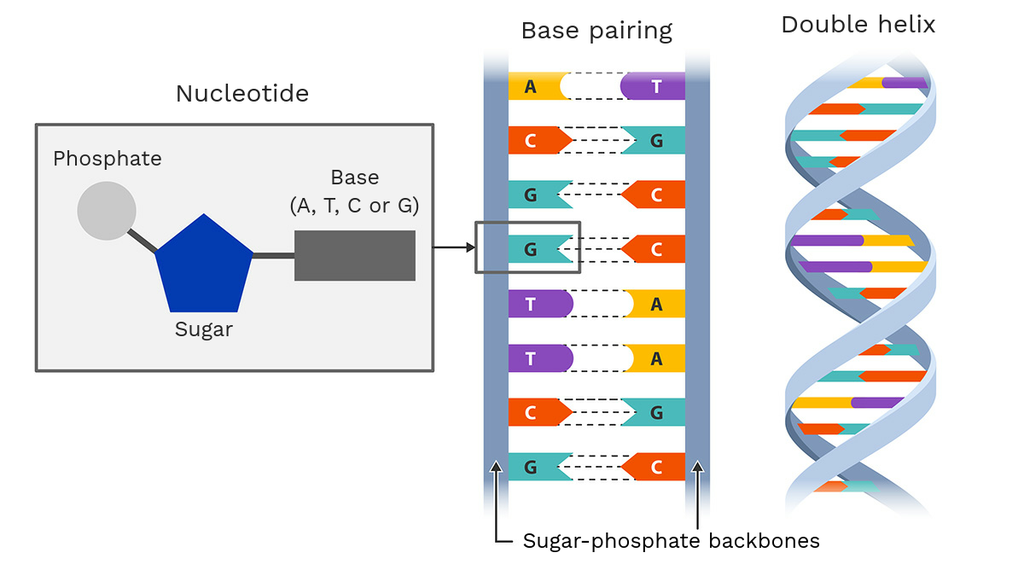 Structure Of Chromosomes, Cell Cycle and Cell Division Flashcards