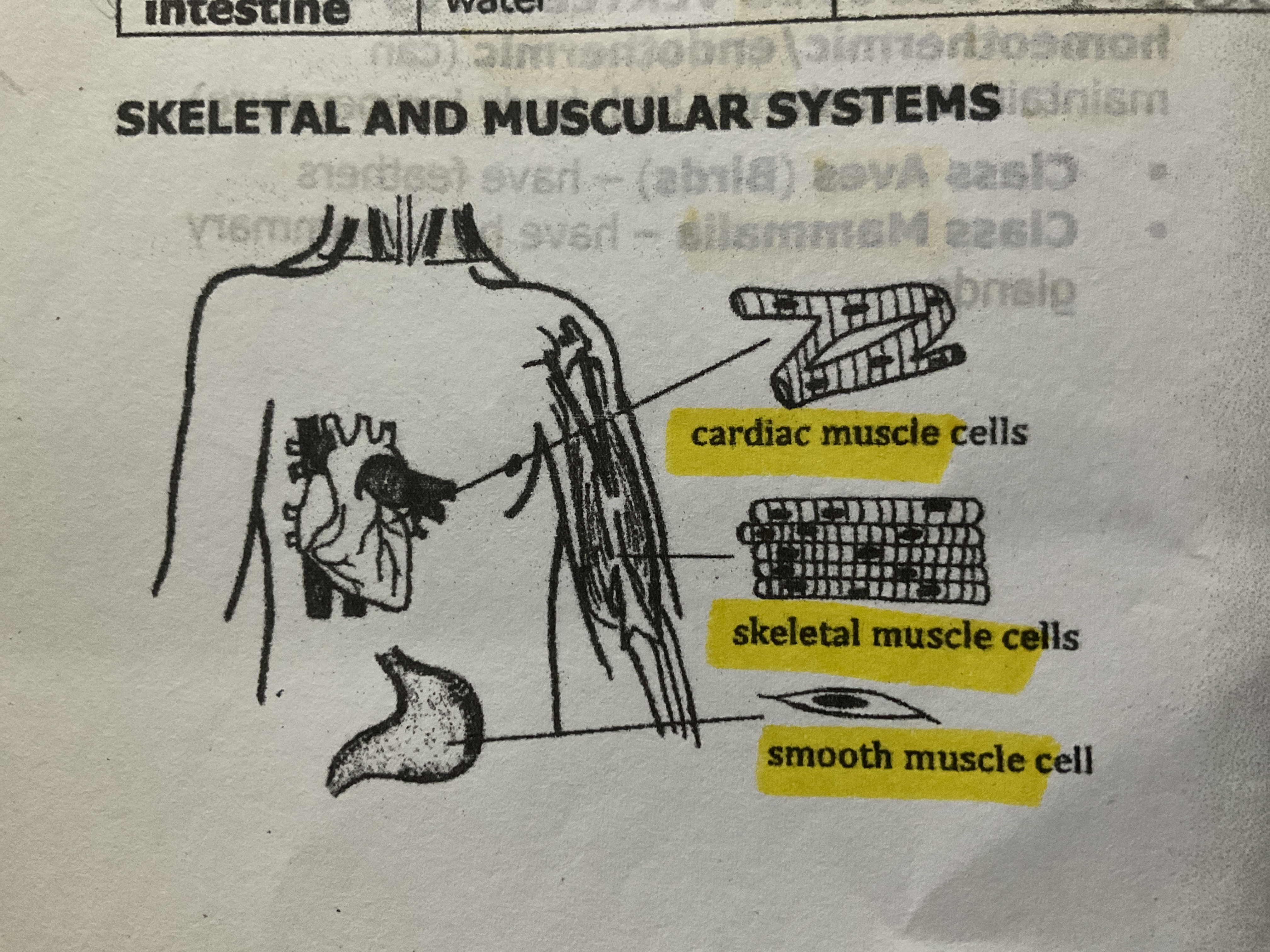 Body Systems Flashcards