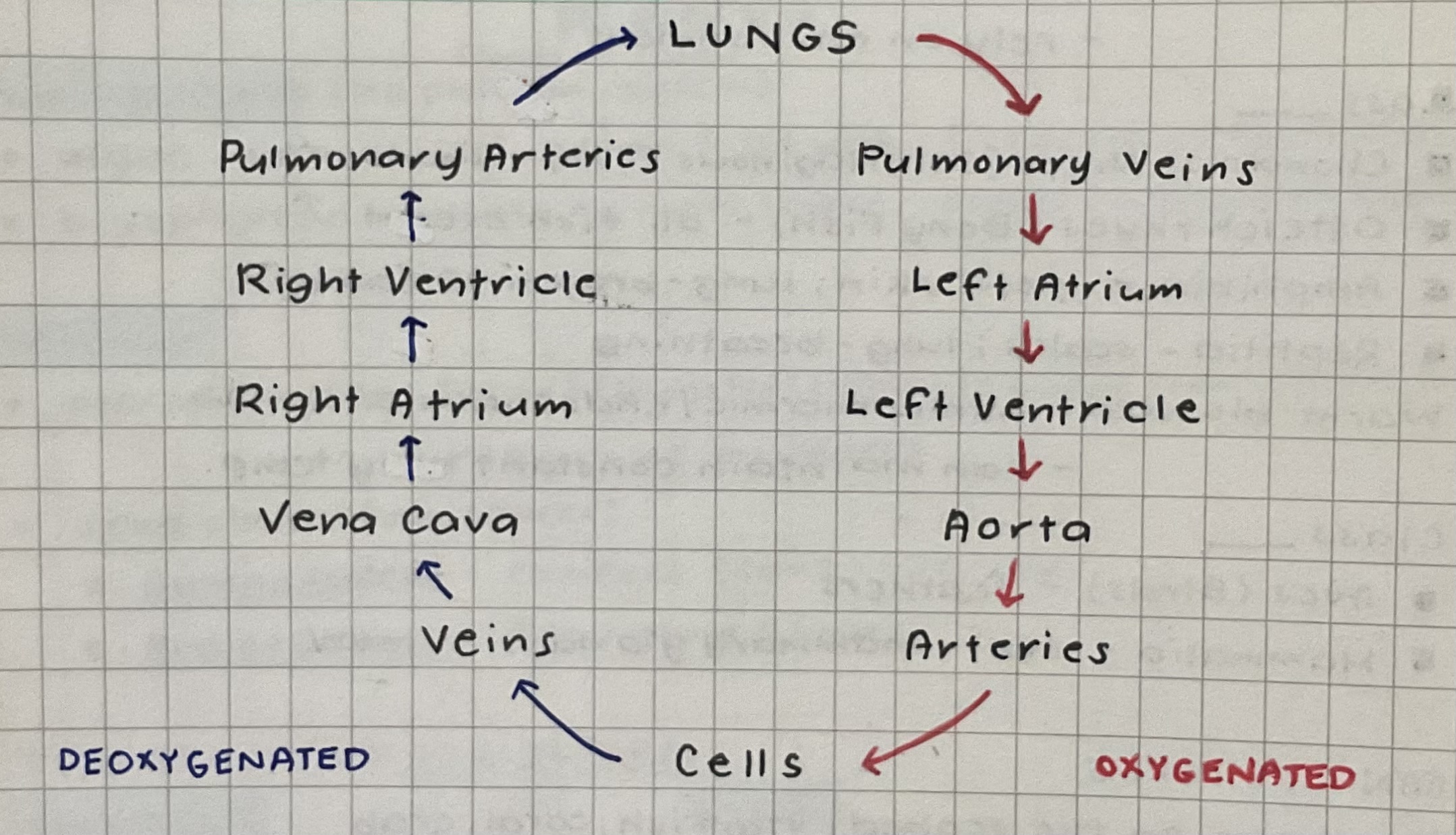Body Systems Flashcards