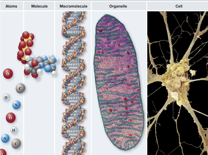 Co1 Bio01 Flashcards