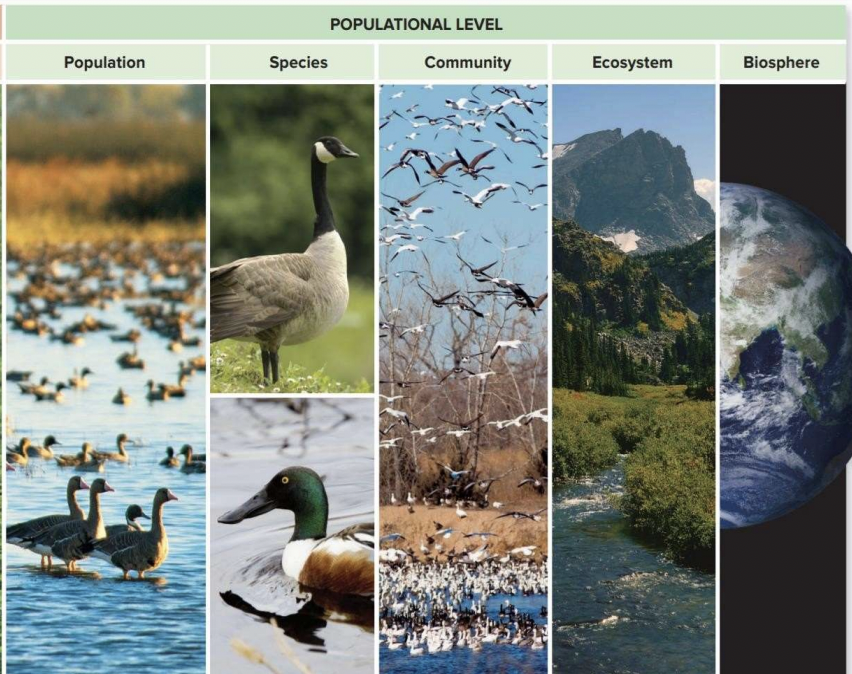 Co1 Bio01 Flashcards