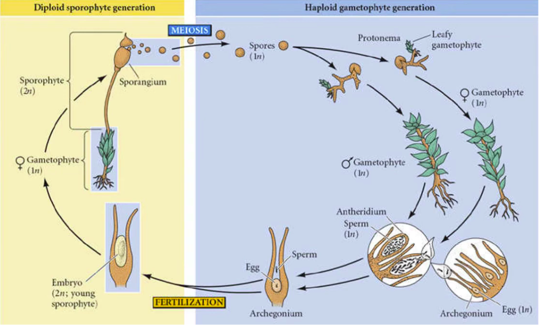 [2.1] Plant Life Cycle Flashcards