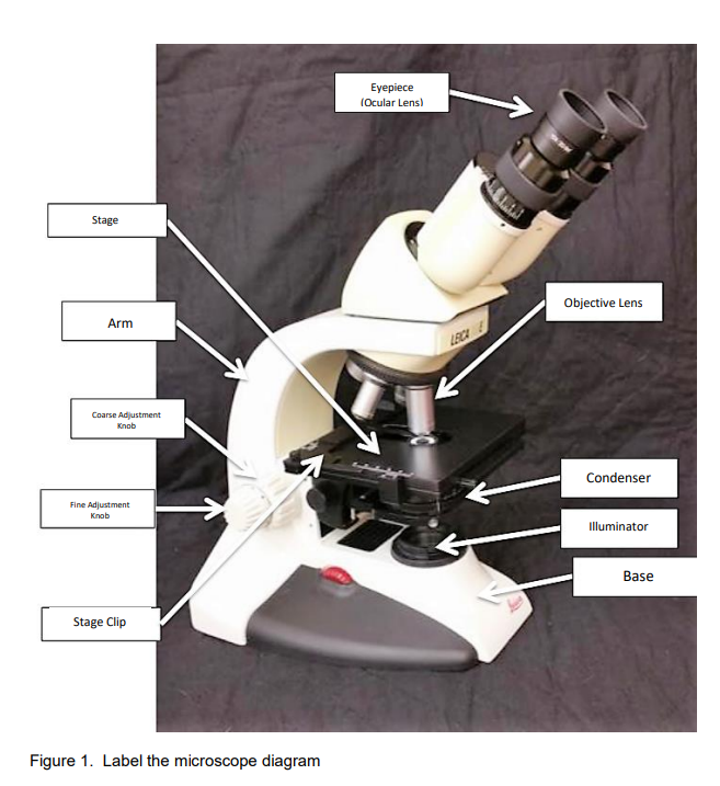 Exercise No. 1 Flashcards