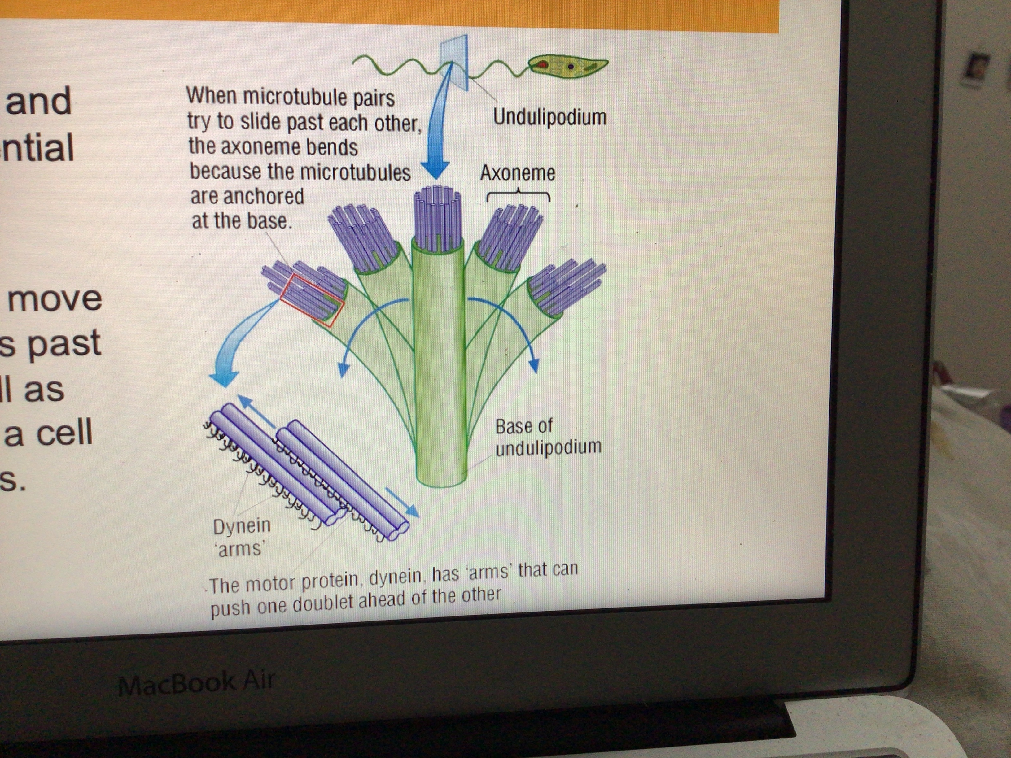 2.1.5 Other Features Of Eukaryotic Cells Flashcards