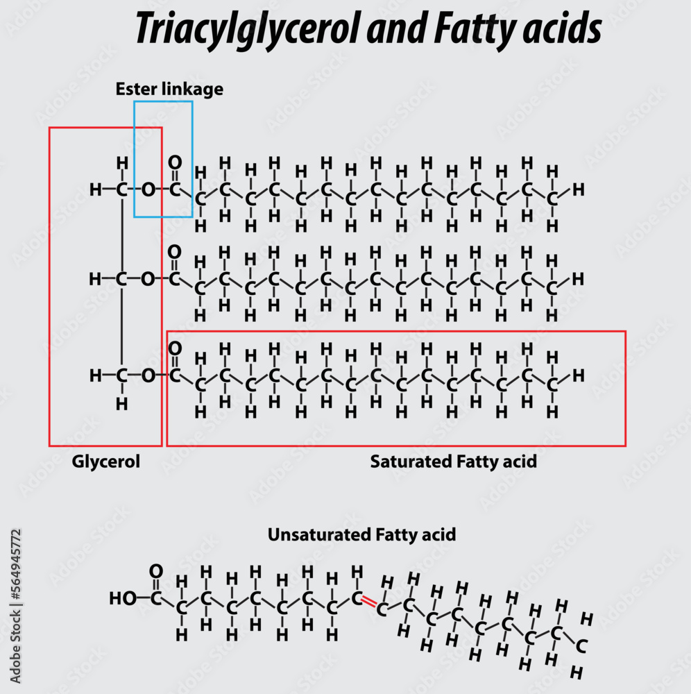 Biology (biological Molecules) 1.11.9 Flashcards