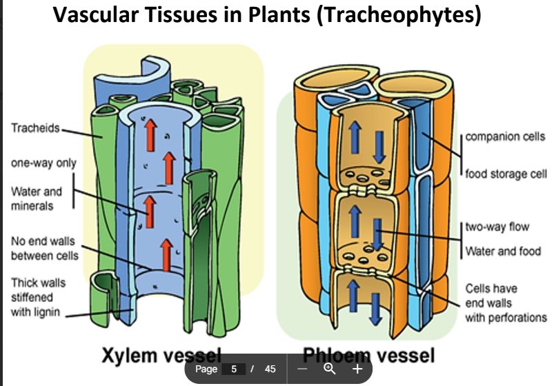 Kingdom Plantae Flashcards