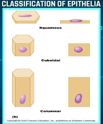 added card