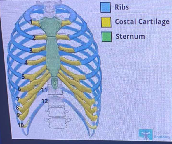 Skeletal | Flashcards