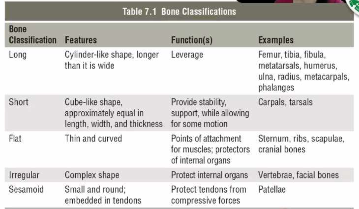 Skeletal | Flashcards
