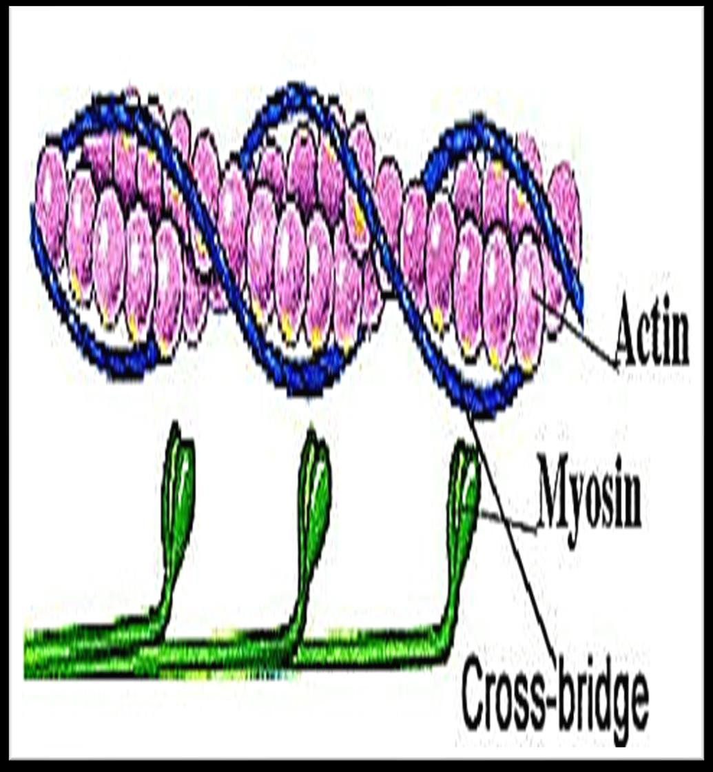 Cell Modifications Flashcards