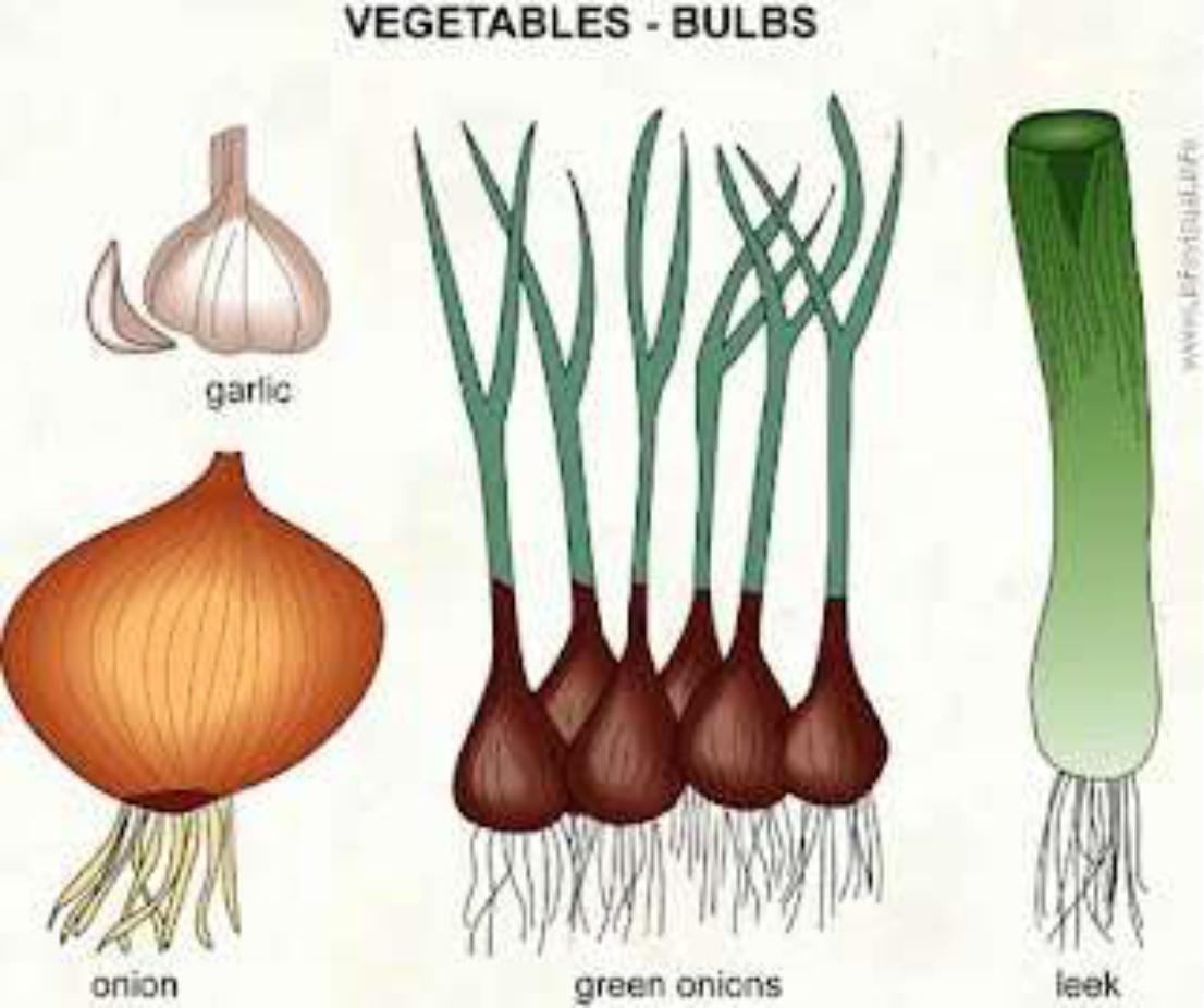 Plant Reproduction Flashcards