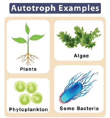 Learning | Flashcards