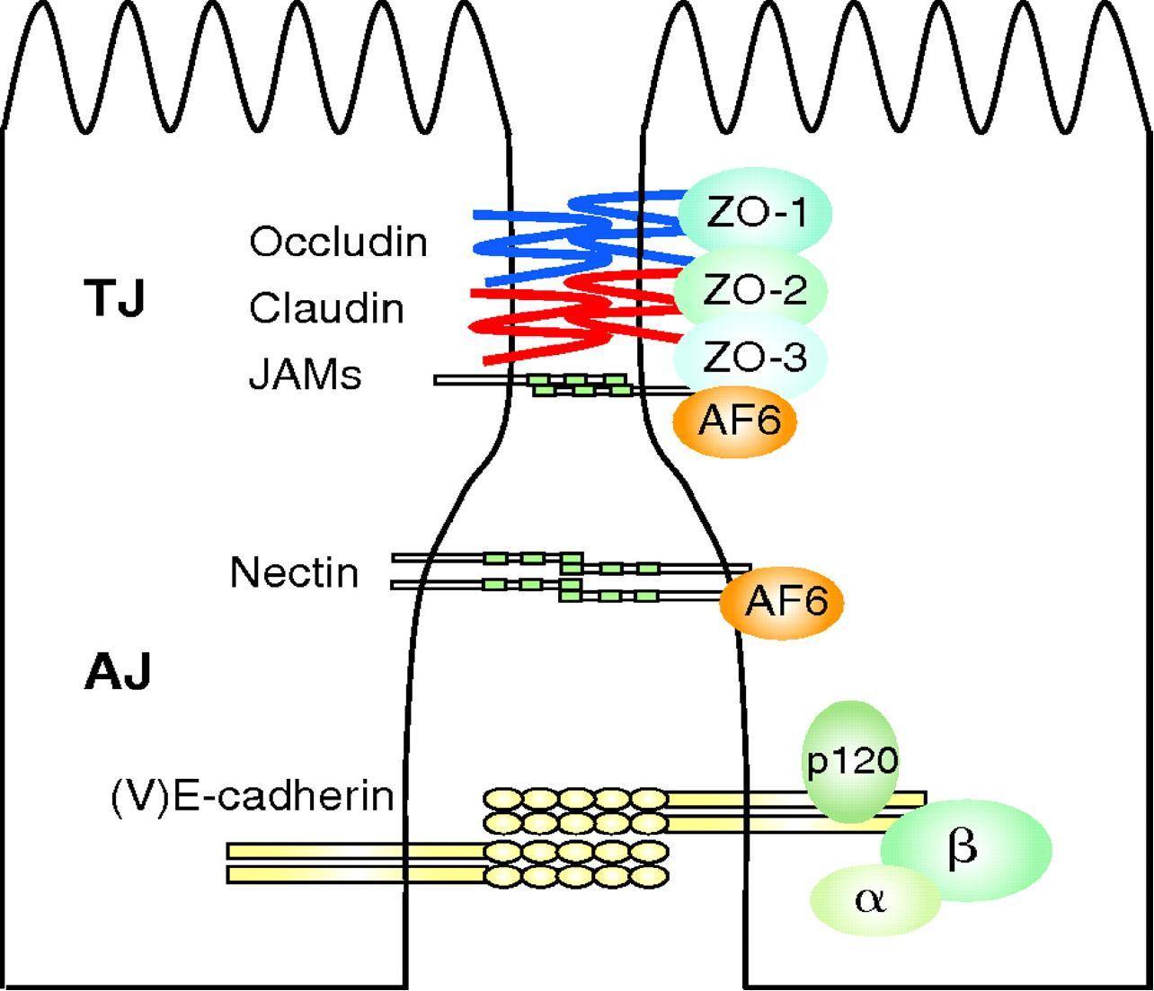 Epithelial Tissue.quiz Flashcards