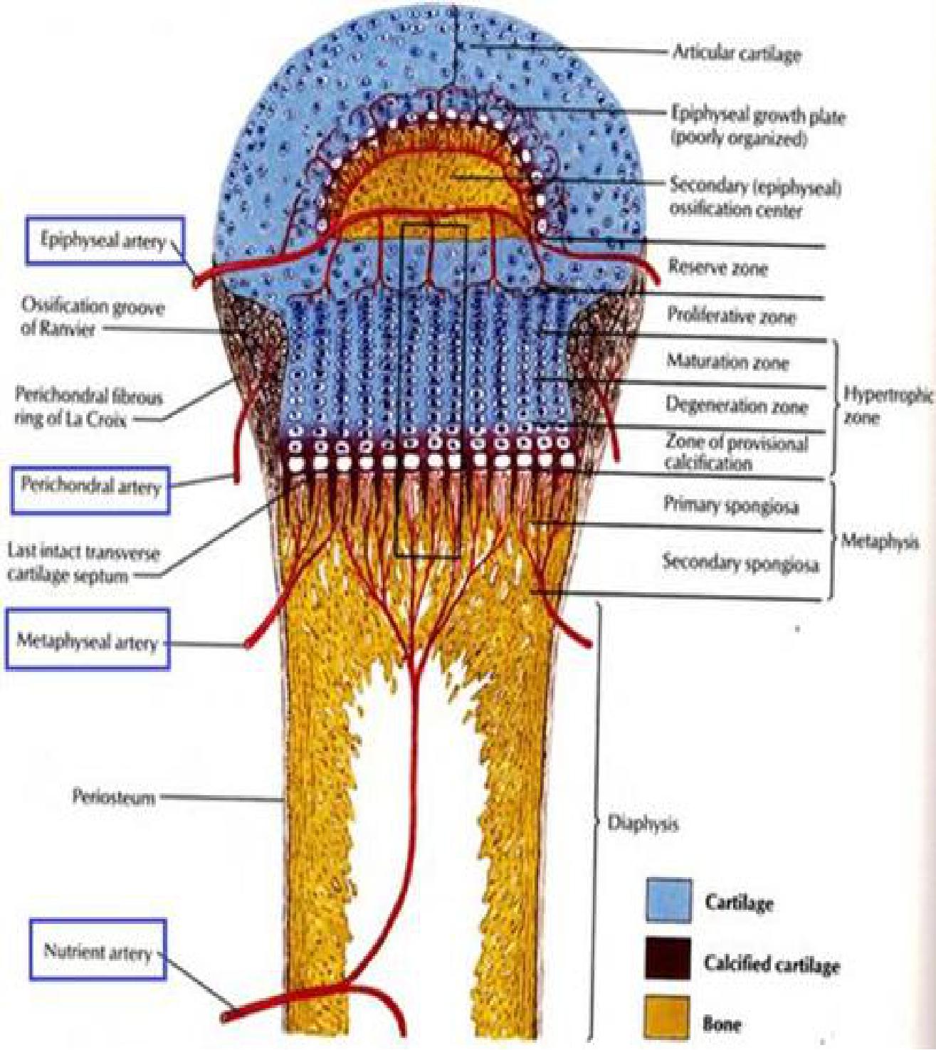 Bone & Cartilage Flashcards