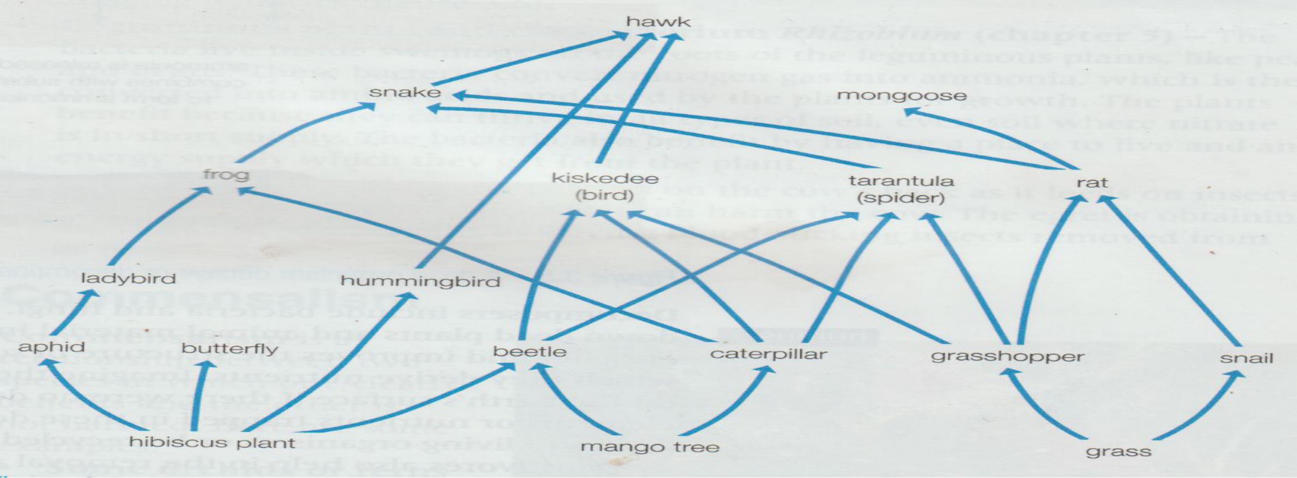Living Organisms in the Environment Flashcards