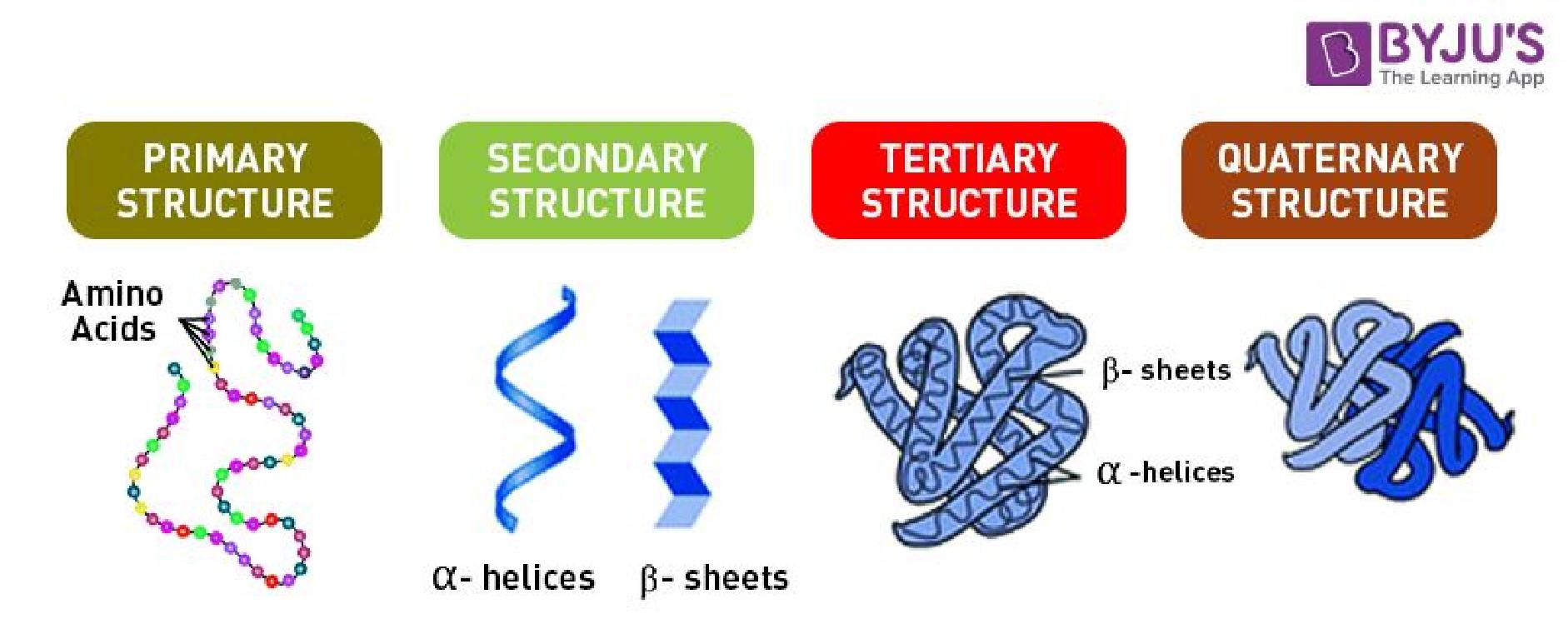 Proteins Flashcards