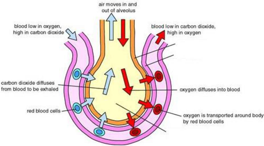 Topic 8 Gas Exchange and Transport Flashcards