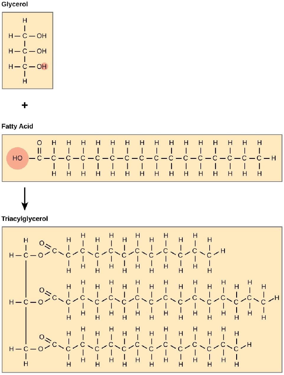 Chapter 3 Flashcards