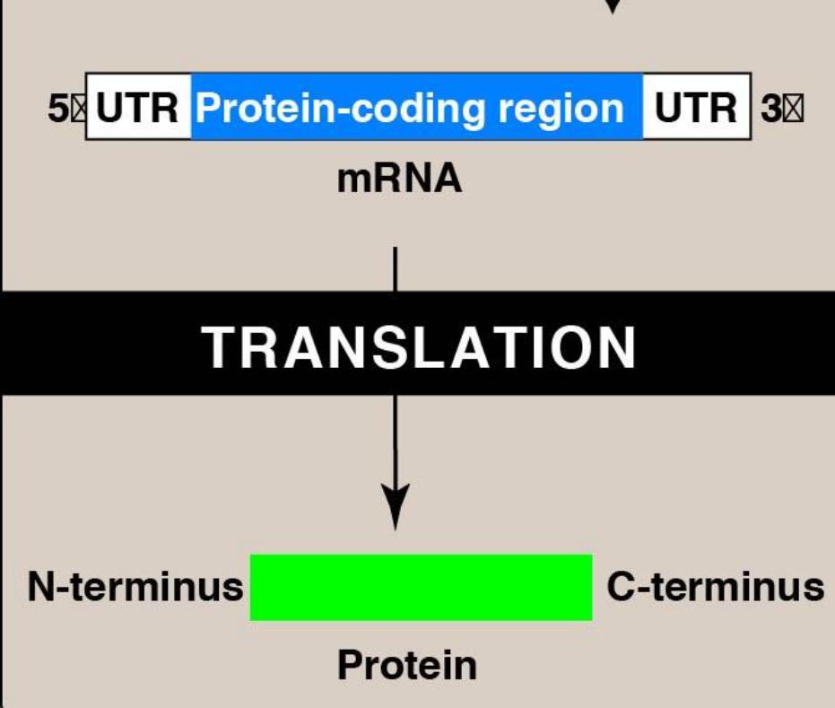 Marn Tarn Rarn Rep, Transl, Transc | Flashcards