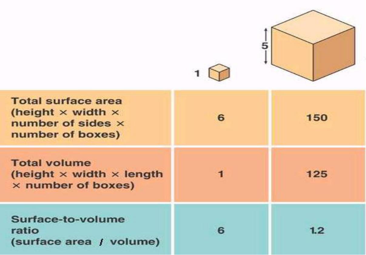 Topic 8 Gas Exchange and Transport Flashcards