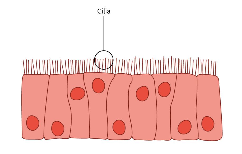 Animal, Plant and Fungal Cells Flashcards