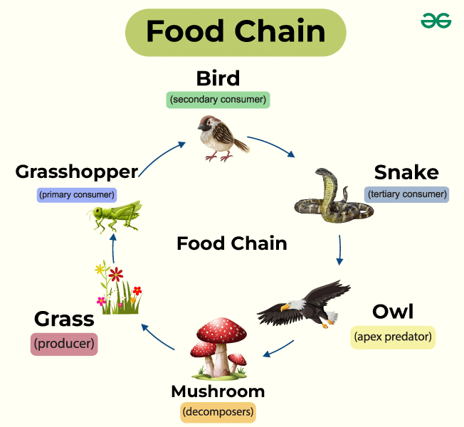 Food Chain web Flashcards