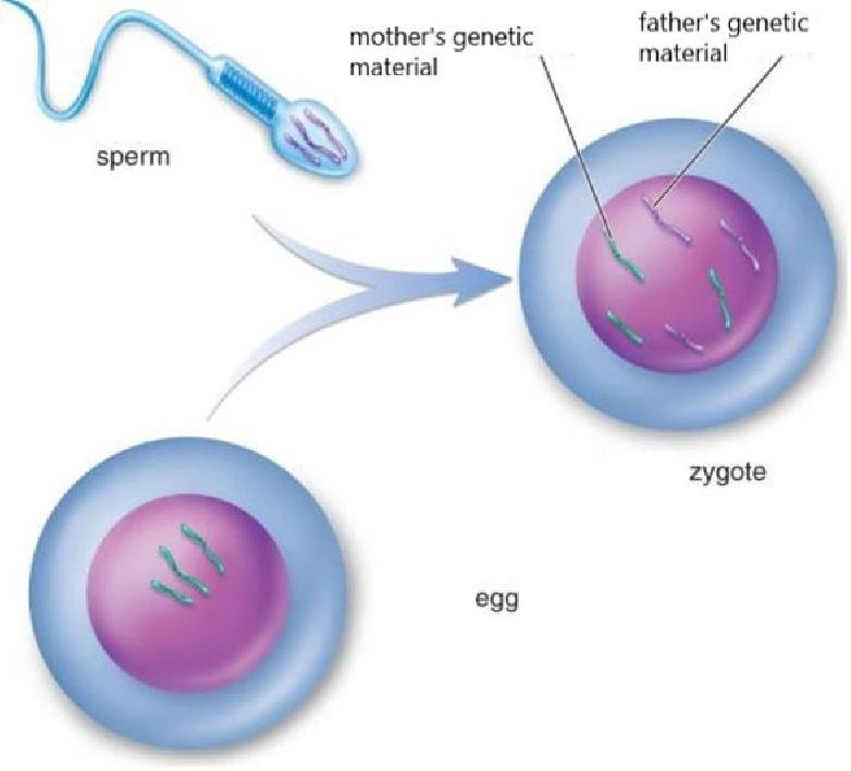 Chp 16 (human Reproduction) Flashcards