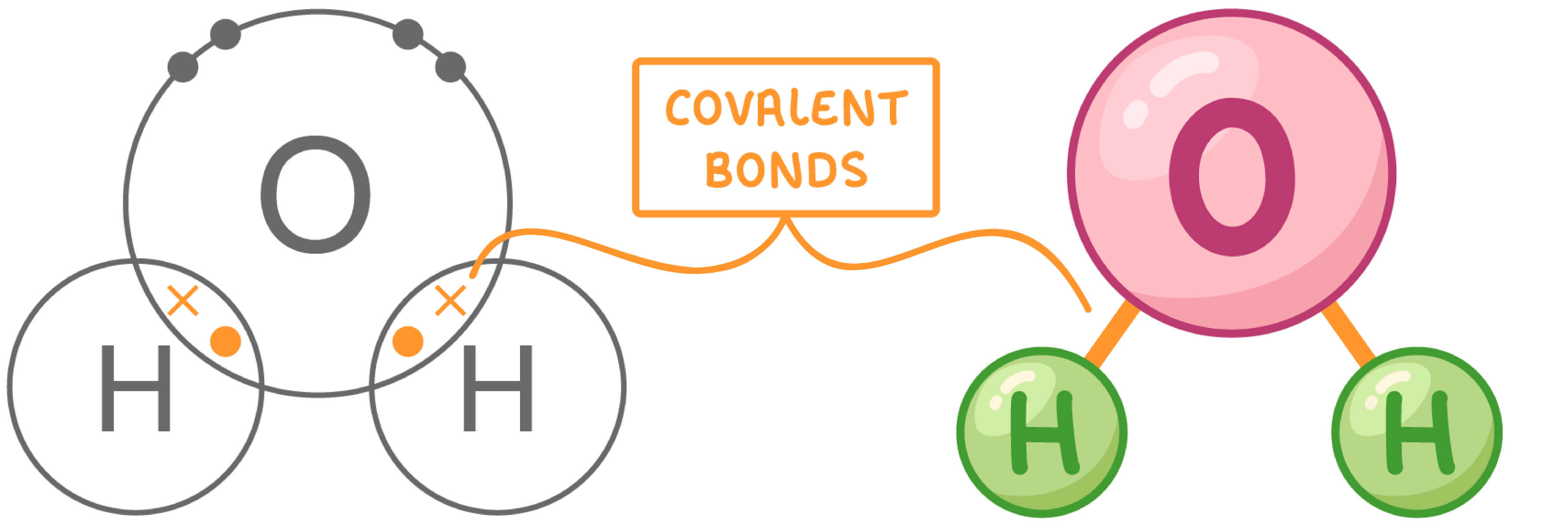 Water,lipids+carbs Flashcards