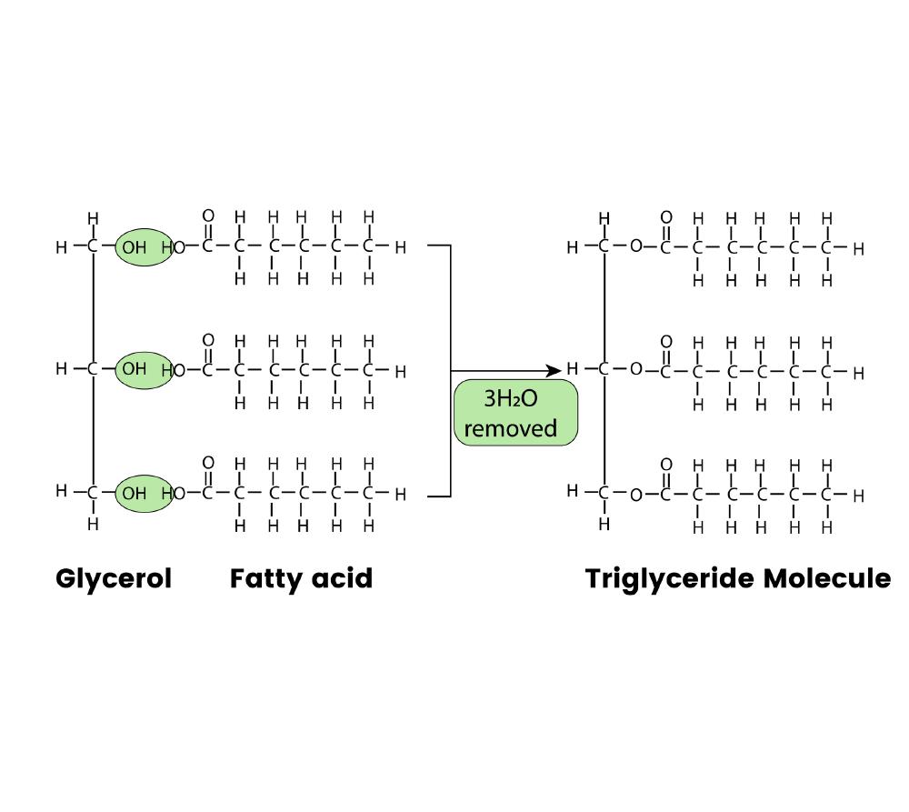 A Level Biology Paper 1 Flashcards