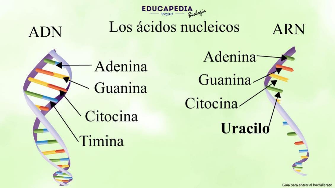 Ácidos Nucleicos | Flashcards