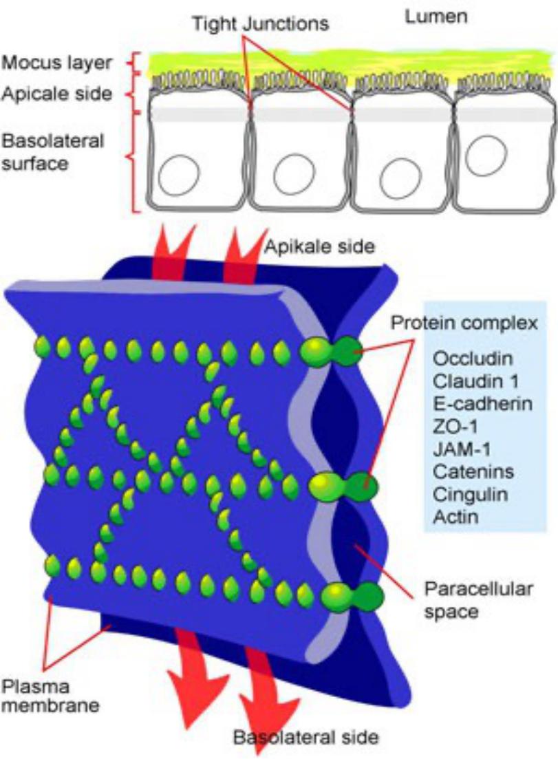 Epithelial Tissue.quiz Flashcards