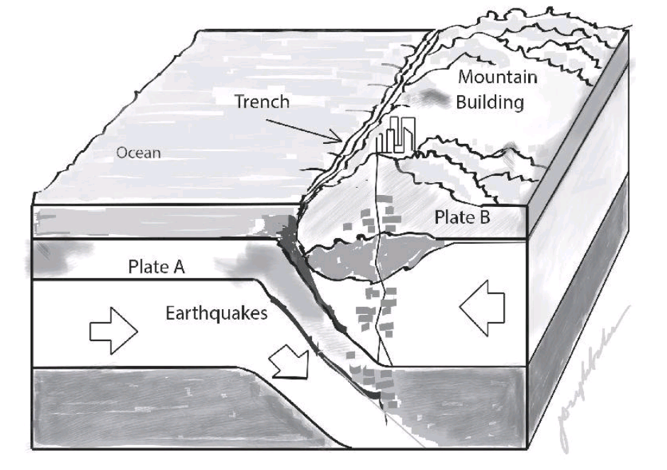 Convergence Of Contental Plate and Oceanic Plate Flashcards