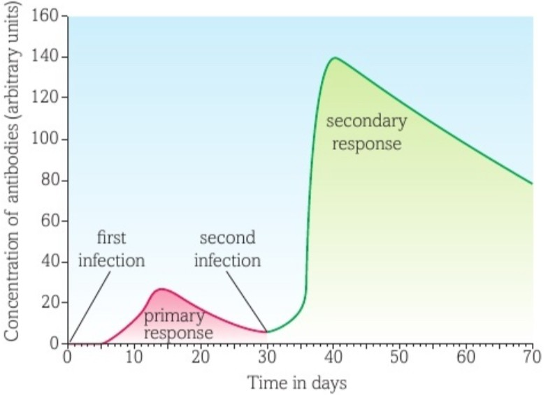 Immune Response Flashcards