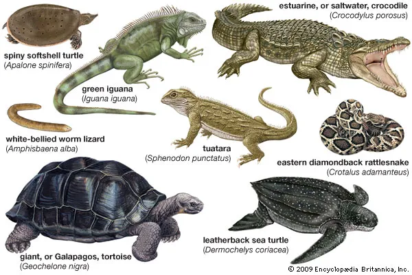 Science 3rd Pt Flashcards science-3rd-pt-flashcards