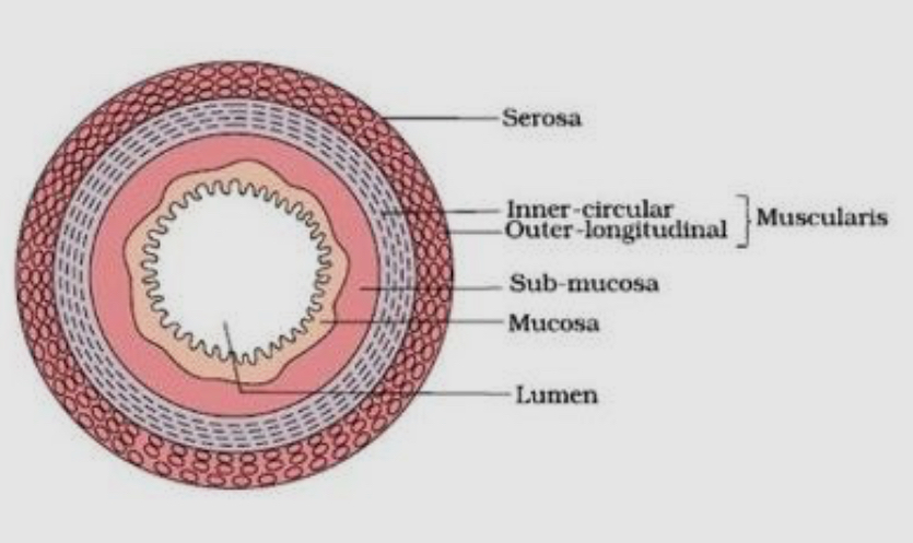 Gut Column The Structure Of the Gut Wall | Flashcards