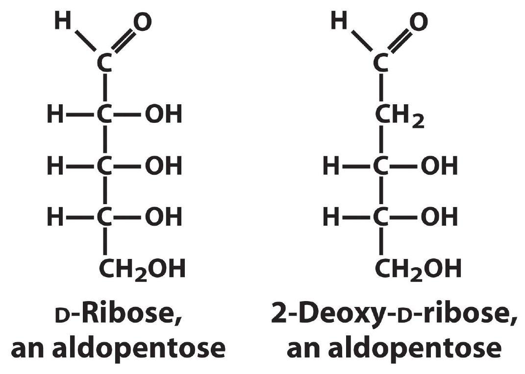 Carbohydrates Flashcards
