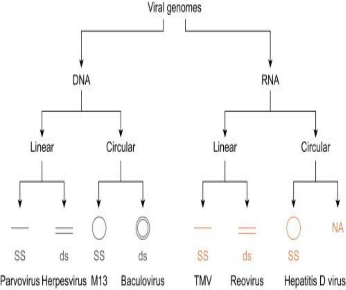 Viruses | Flashcards