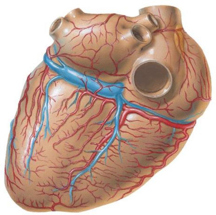 Cardiovascular System Flashcards