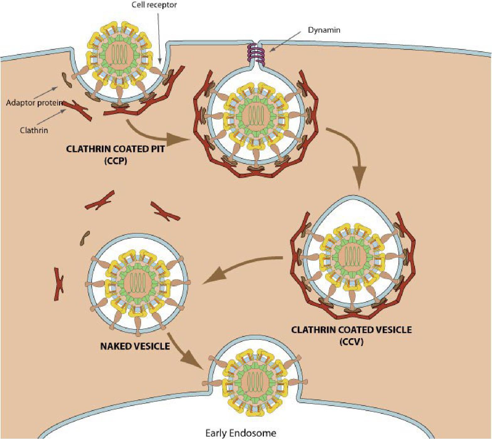 Lec 19 endocytosis Lysosome cytoskeleton Flashcards lec-19-endocytosis-lysosome-cytoskeleton-flashcards