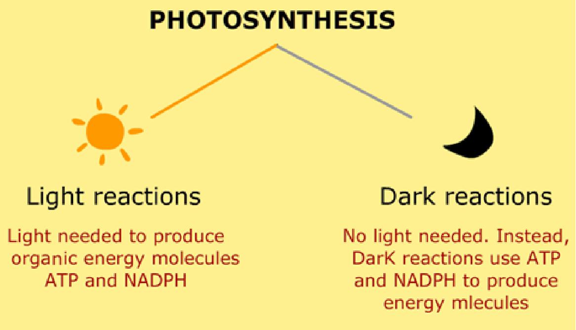 Photosynthesis Aspi Flashcards