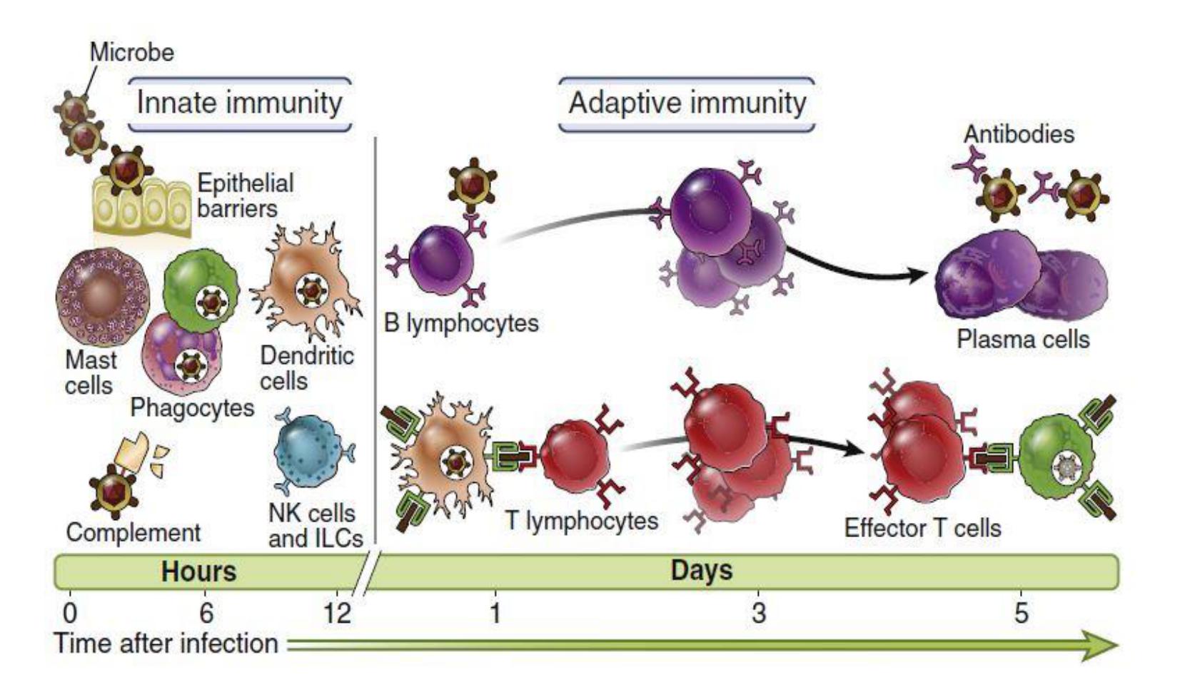 Immuno Flashcards