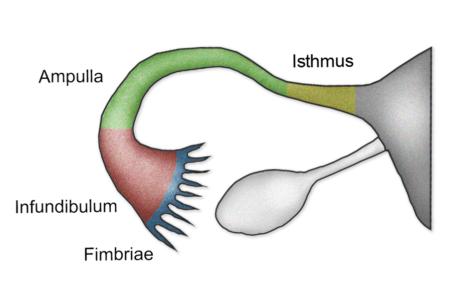 Fallopian Tube Other Name