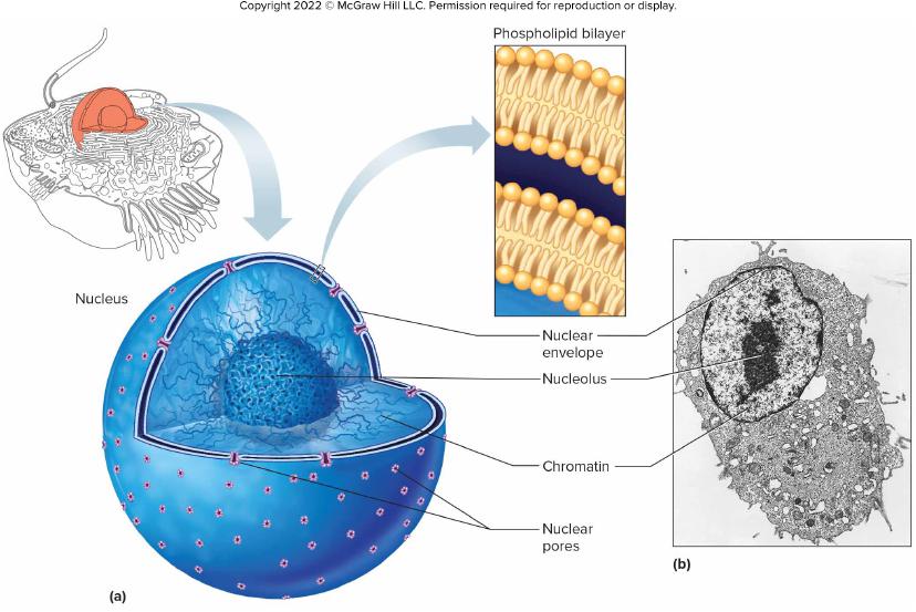 Chapter 3 A&p Flashcards