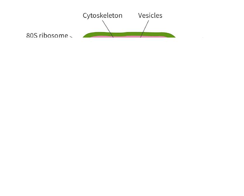 Animal, Plant and Fungal Cells Flashcards
