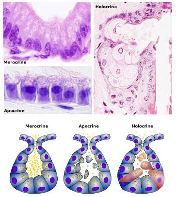 Tissues- Epithelial | Flashcards