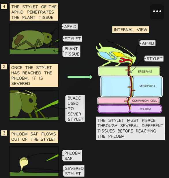 Investigating Transport in Plants Flashcards