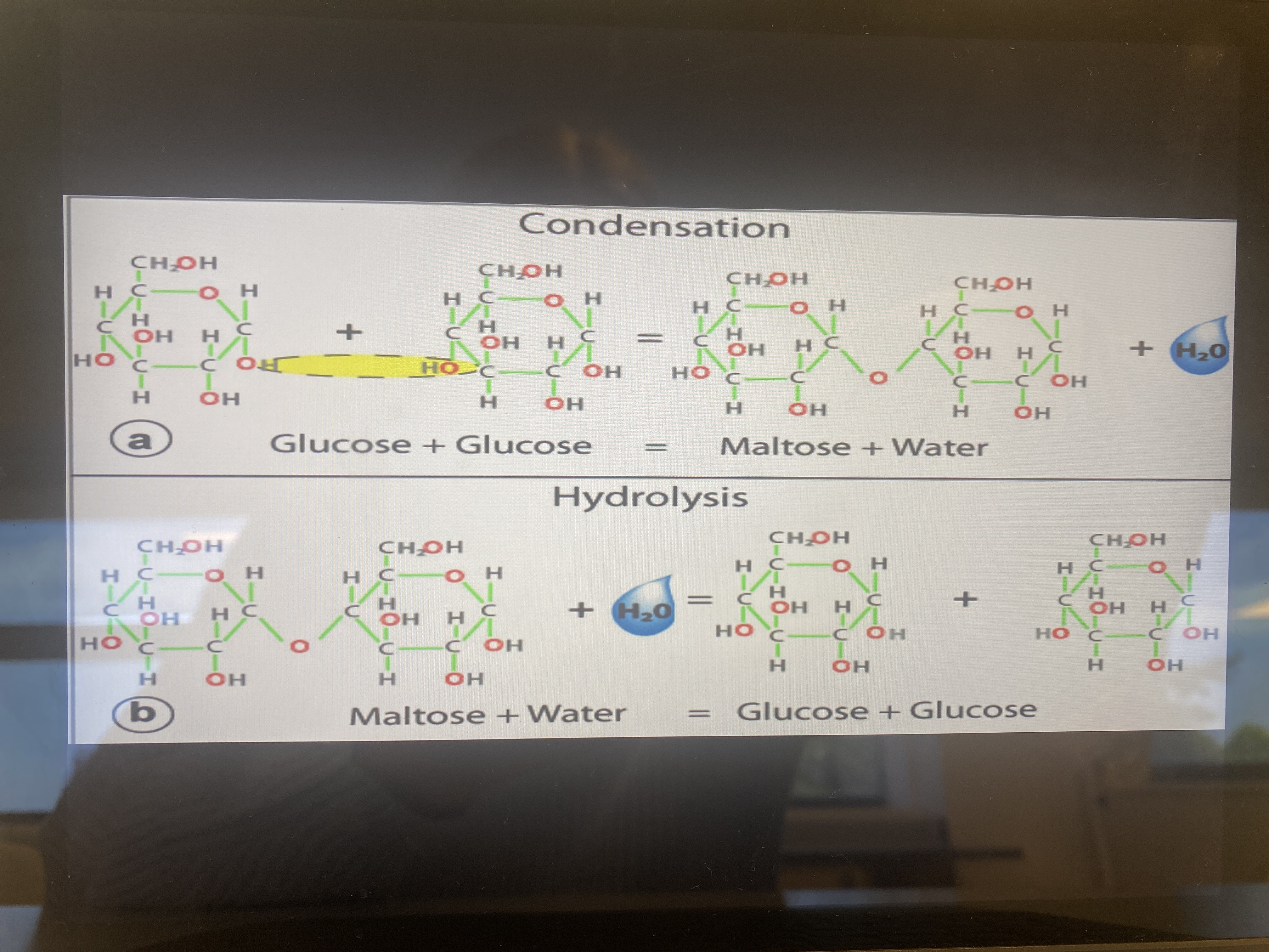 Theme 5 Condensation and Hydrolysis Flashcards