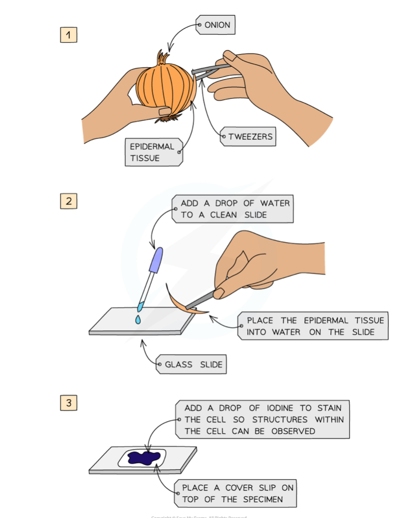 Microscopy Flashcards