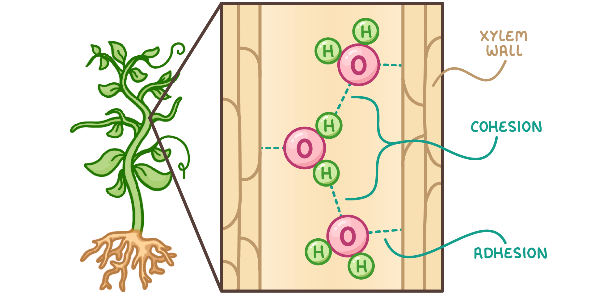 Water,lipids+carbs Flashcards